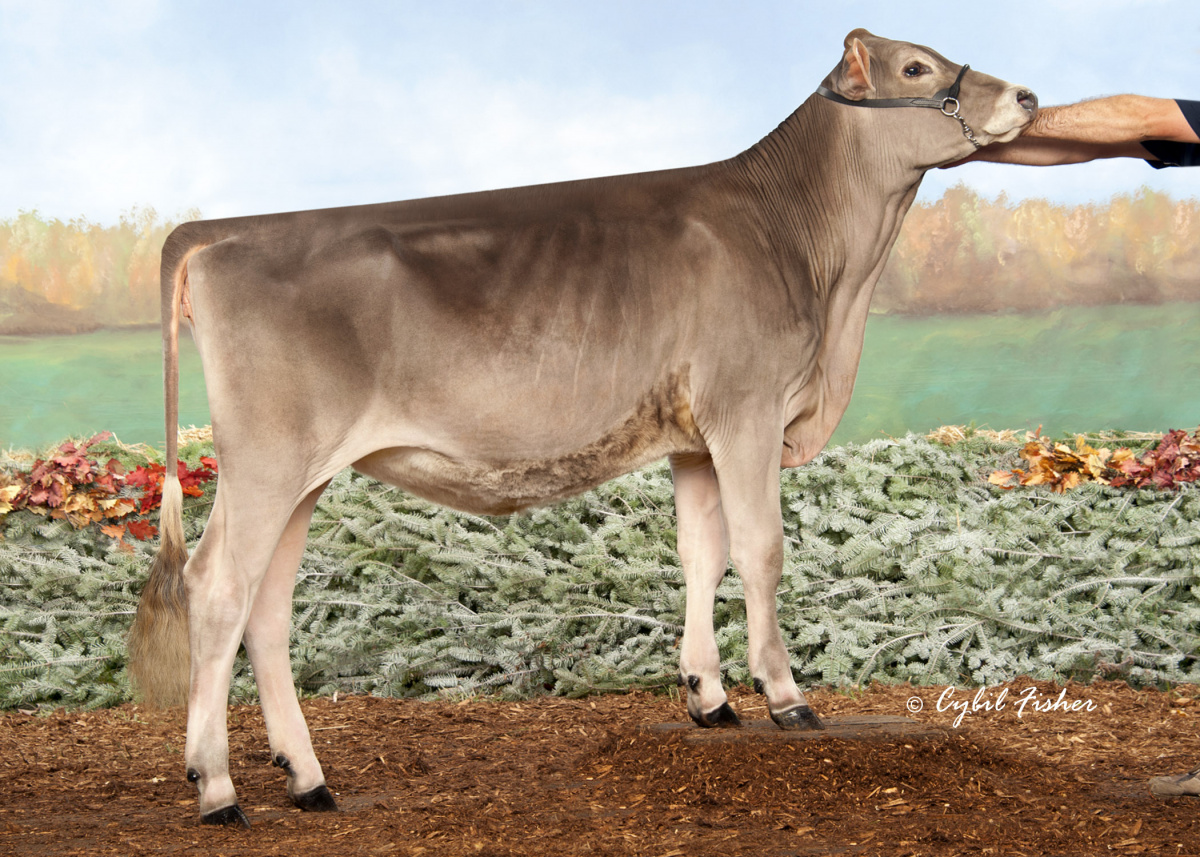 Sartén Eléctrico 11'' Holstein 093204 - Jumbo