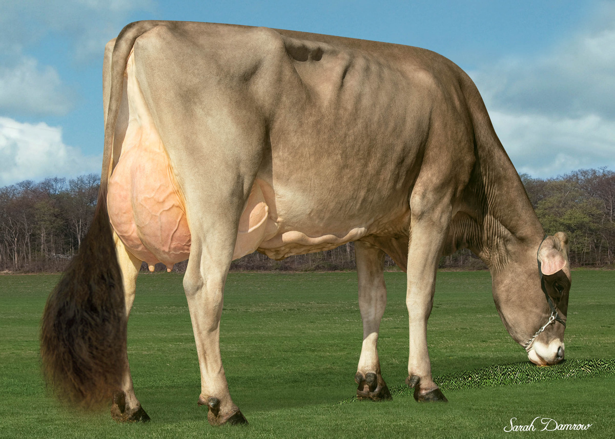 Brown Swiss៵៵៵ꕤ Brown Swiss Sires | New Generation Genetics