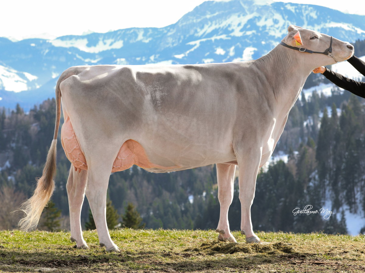 196BS59395 CHILLY | New Generation Genetics