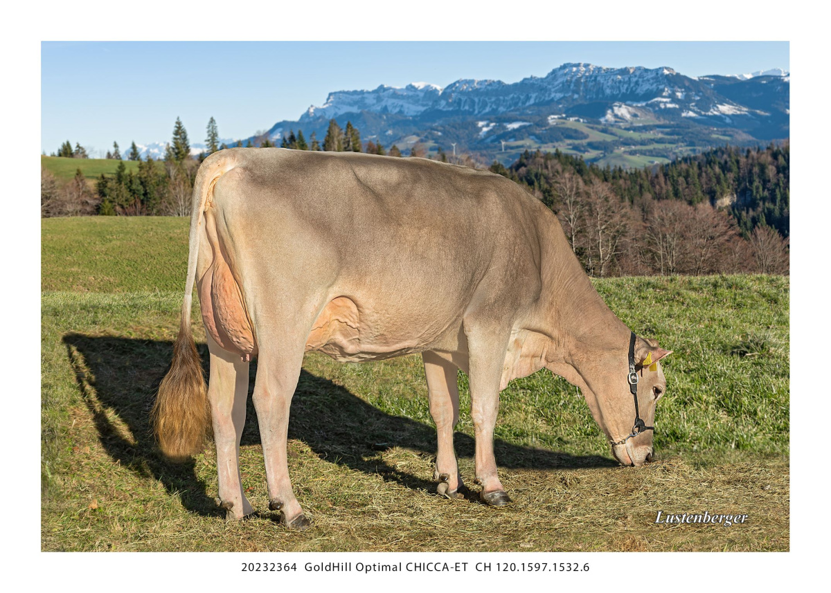 196BS59395 CHILLY | New Generation Genetics
